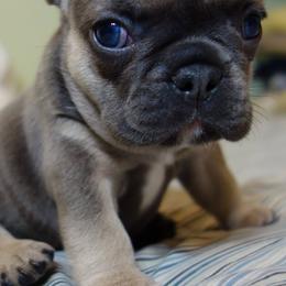 French Bulldogs from AKC Certified Frenchies