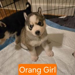 ORANGE Girl RESERVED - Gray and white female Siberian Husky puppy in Canton, Georgia from Mayhemhuskies
