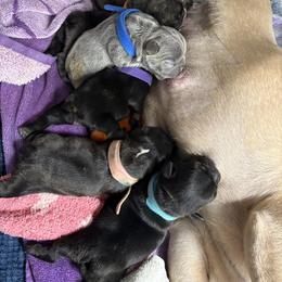 French Bulldog Puppies from Tip Top Bully House