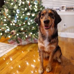 Australian Shepherd All Grown Up from Golden Aussies