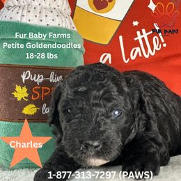 Charles - Black male Goldendoodle puppy in Michigan from Fur Baby Farms