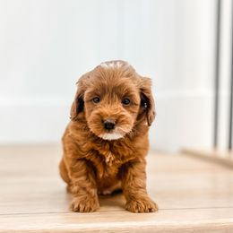 Goldendoodle Puppies from Karmadoodlee