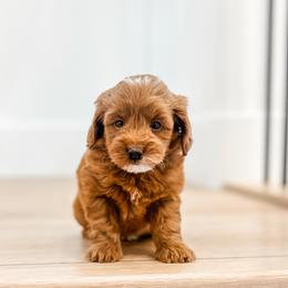 Goldendoodle Puppies from Karmadoodlee