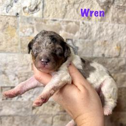 Wren - Merle female Bernedoodle puppy in Midland, Michigan from Northern Charm Farm