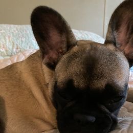 Ava - French Bulldog
