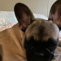 Ava - French Bulldog