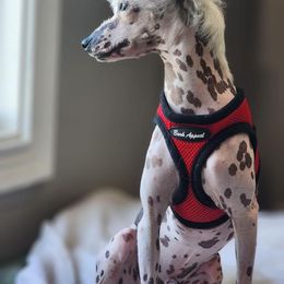 Chihuahua and Chinese Crested Puppies from Western Kentucky Chihuahua’s and Chinese Crested’s