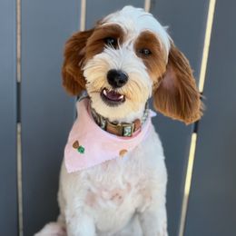 Morty - Goldendoodle