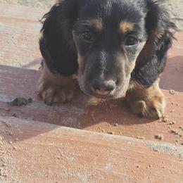 Dachshund Puppies from Renee's Dachshund's