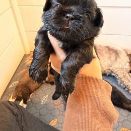 Beaver - Black and white male Shih Tzu puppy in Bremerton, Washington from California Shih Tzu