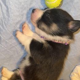 North - Black and tan male Pembroke Welsh Corgi puppy in Ruidoso, New Mexico from Ruidoso's Crowned Companions
