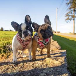 French Bulldog All Grown Up from Phoenix Rising