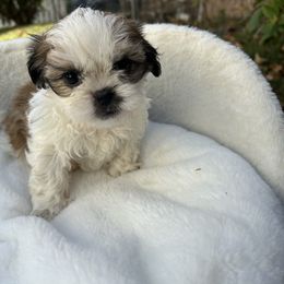 Valentino - Tricolor male Shih Tzu puppy in Boston, Massachusetts from London's puppies