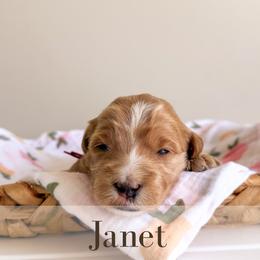 Janet - Cream female Goldendoodle puppy in Melba, Idaho from KZ Doodles