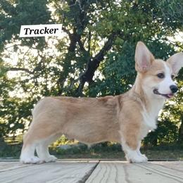 Tracker - Sable male Pembroke Welsh Corgi puppy in Redfield, Kansas from Owenby's Corgi's