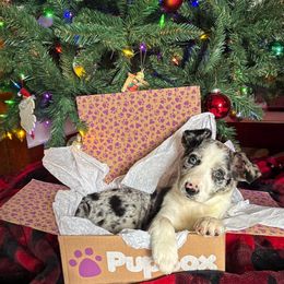 Border Collie Puppies from Wandering Meadows Farm