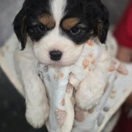 Bonnie - Black and tan female Companion Cross puppy in Decatur, Illinois from Petite Pups