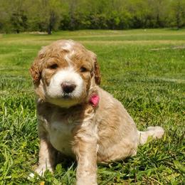 Goldendoodle Puppies from Music City Goldendoodles