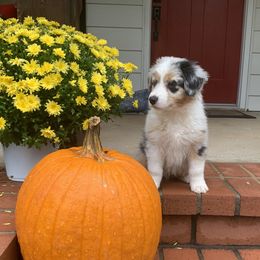 Miniature American Shepherd and Miniature Australian Shepherd Puppies from Cornerstone Mini Aussies