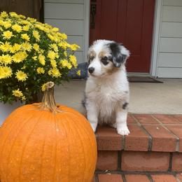 Miniature American Shepherd and Miniature Australian Shepherd Puppies from Cornerstone Mini Aussies