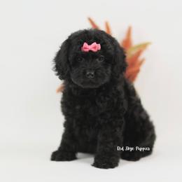 Belle (Pink Collar Girl) - Black female Cavapoo puppy in Republic, Missouri from Red Skye Puppies