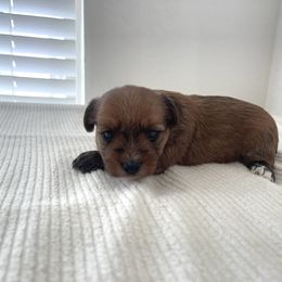 Jax - Tan and white male Yorkshire Terrier puppy in Carencro, Louisiana from Ledet’s Yorkies