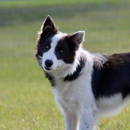 American Corgi, Border Collie, and Pembroke Welsh Corgi Puppies from Cowtown Corgis & Border Collies