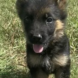 Amor - Black and red male German Shepherd puppy in Youngsville, North Carolina from Di casa Esperanza