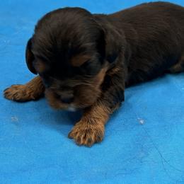 Seth - Black and tan male Cavalier King Charles Spaniel puppy in Burke, New York from Patti’s Puppies