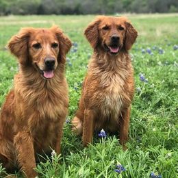 Golden Retrievers from Doc’s Goldens