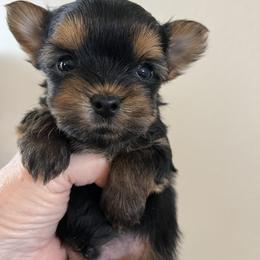 Cooper - Black and gold male Yorkshire Terrier puppy in Rising Star, Texas from Phillips Pup House