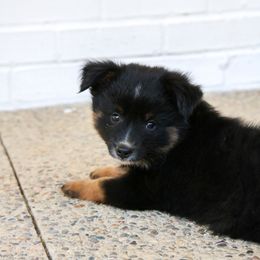 Mercury - Black tri male Toy Australian Shepherd puppy in Charlestown, Indiana from Hydden Aussies