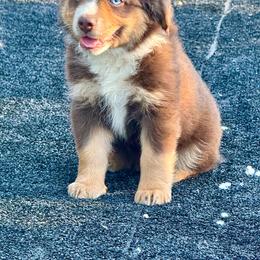 Red tri male - Red tri male Miniature Australian Shepherd puppy in Lemon Cove, California from Magic Ranch Mini Aussies