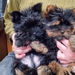 Yorkshire Terrier Puppies from Yorkie Puppies Redwood Ranch