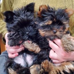 Yorkshire Terrier Puppies from Yorkie Puppies Redwood Ranch