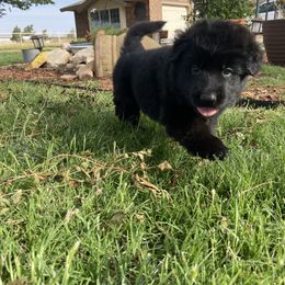 "Garin - Long Coat Male @ Five Weeks Old" German Shepherd Puppies from Von Falkenberg German Shepherds
