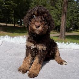 Savory - Brown and white male Aussiedoodle puppy in Clarkston, Washington from Doodle & Poodle Palace