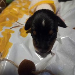 Dachshund Puppies from Windie's Dachshunds