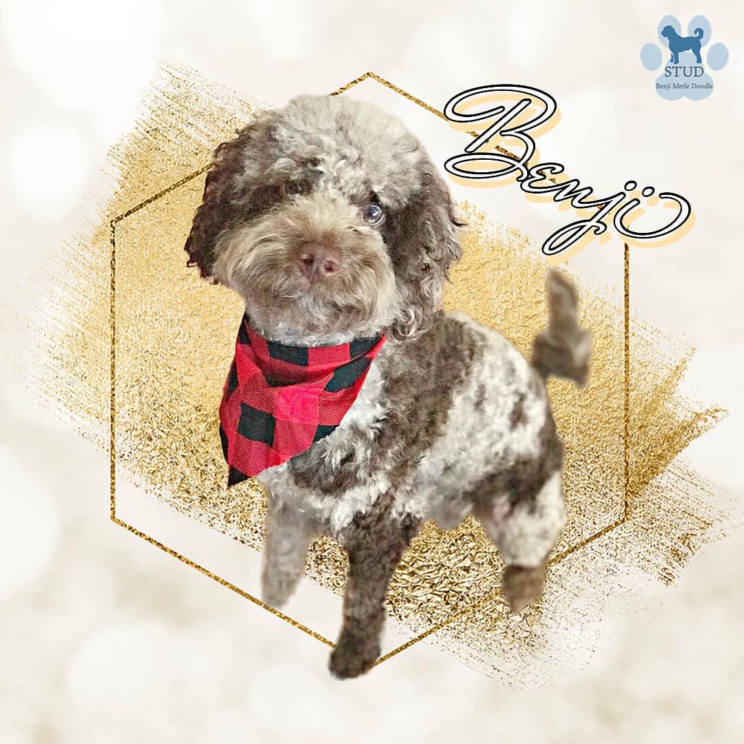 Benji