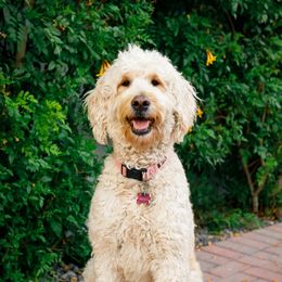 Beesly - Goldendoodle