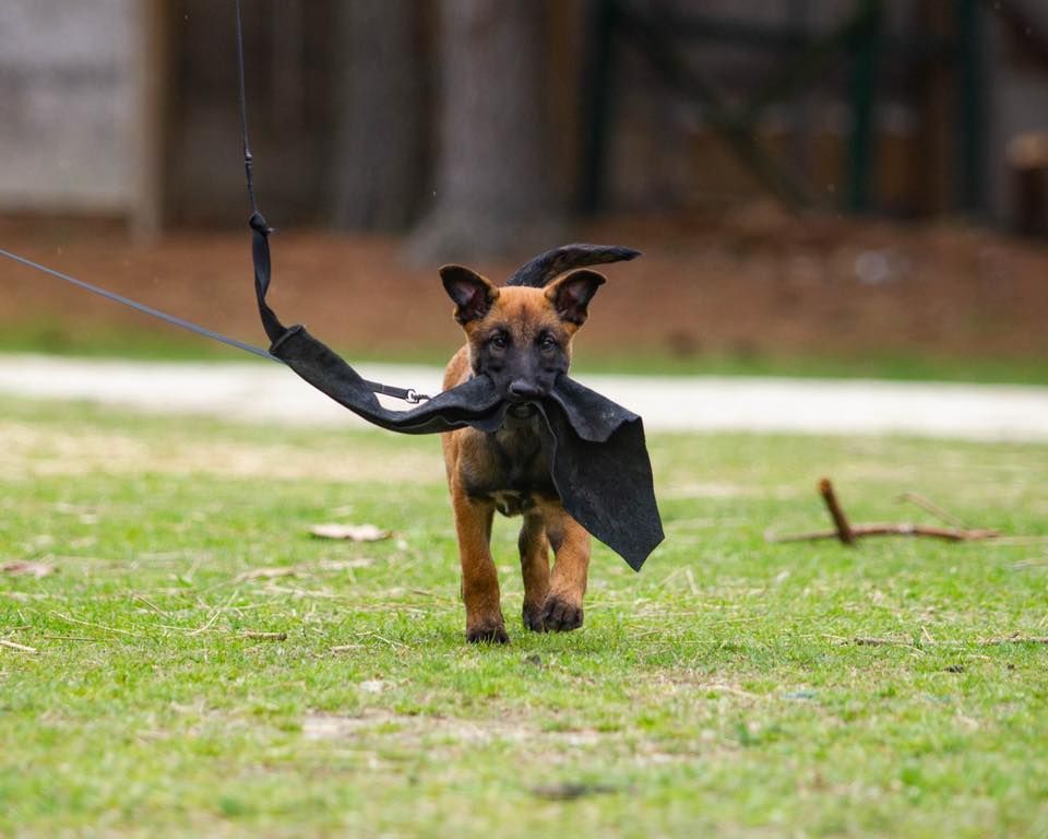 Belgian Malinois