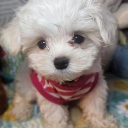 AKC Remee - White female Maltese puppy in The Villages, Florida from My Precious Pups