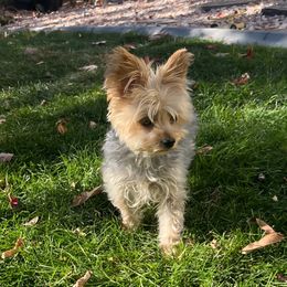 Sadie - Yorkshire Terrier