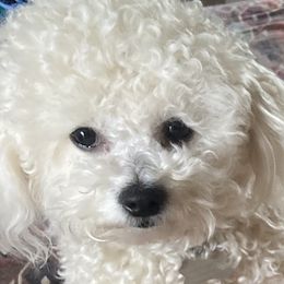 Chanel - Bichon Frise