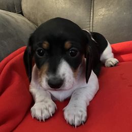 Joy - Piebald female Dachshund puppy in Sedalia, Missouri from Sho Me Spots