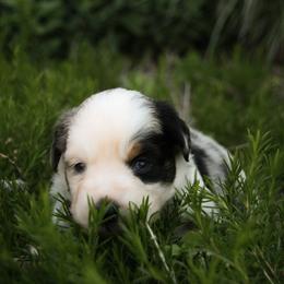 Noah - Blue merle male Miniature Australian Shepherd puppy in Fairview, South Dakota from Dakota Toy Aussies