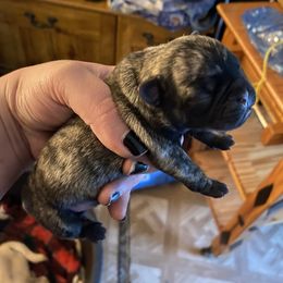 Boy 4 - Brindle male Pug puppy in Deer River, Minnesota from Mother Mule Kennels