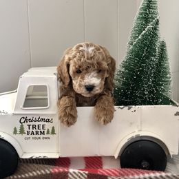 Cavapoo and Shichon Puppies from Paige Haldeman's Cavapoos and Shichons