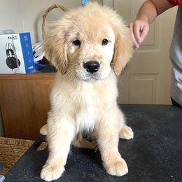 Golden Retriever Puppies from Winstone Goldens