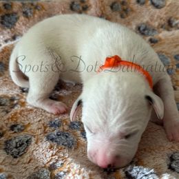 Burnt Orange - White and black male Dalmatian puppy in Jacksonville, North Carolina from Spots and Dots Dalmatians